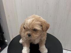 Shih Tzu fetita
