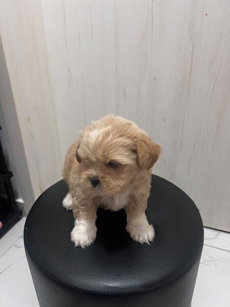 Shih Tzu fetita