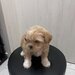Shih Tzu fetita