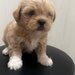 Shih Tzu fetita