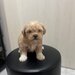 Shih Tzu fetita